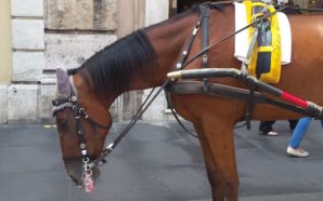 botticelle